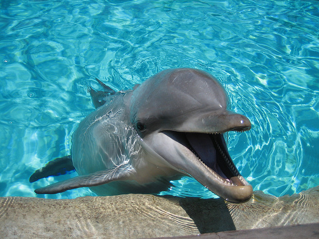 Why dolphins always look smiling ? Image: Scott the Hobo