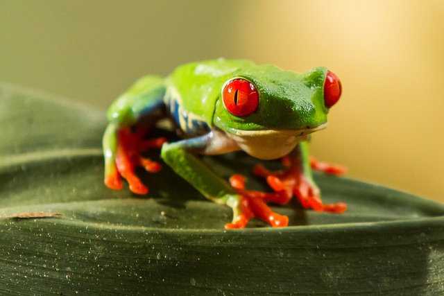 The red-eyed tree frog: Agalychnis callidryas - Image by The.Rohit