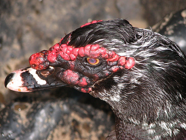 Muscovy Duck - An image by elysianfields