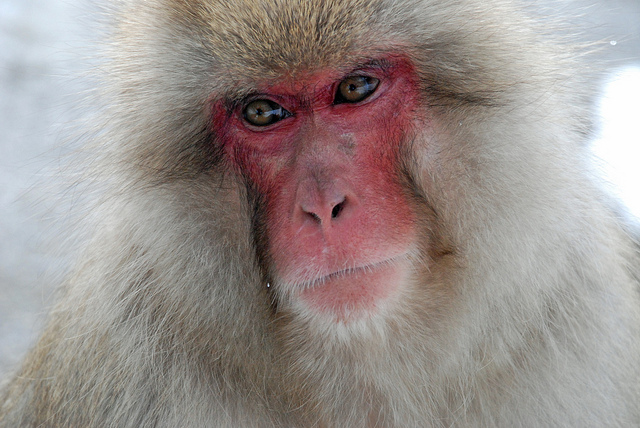 Japanese macaque portrait by Jean-François Chénier
