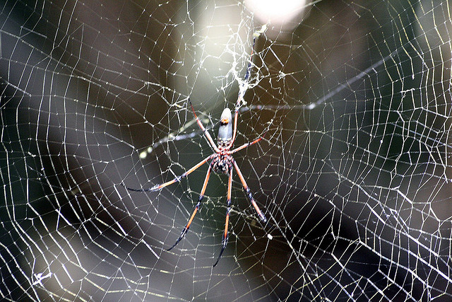 Spider Web - Image by bob the lomond
