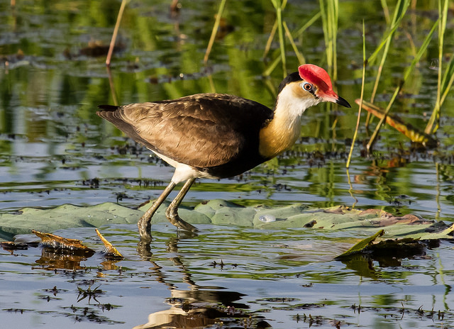 Comb-crested Jacana, the charming prince of wetlands - Photo by Geoff Whalan