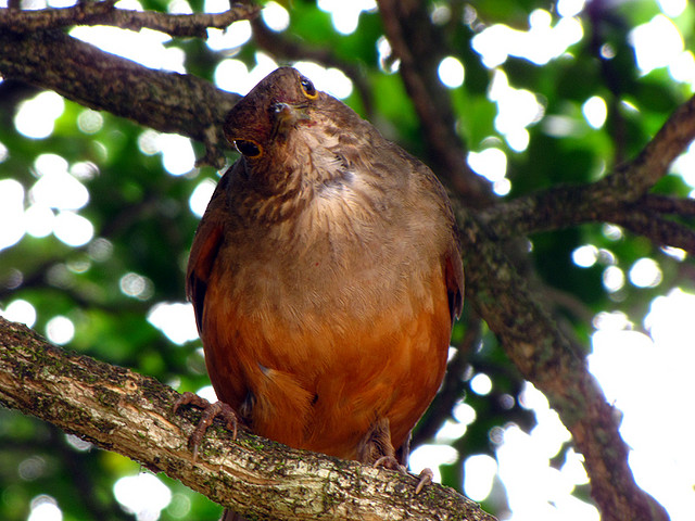 National bird of Brazil. by coutinhobr