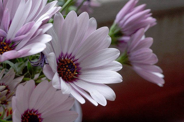 African Daisies - brx0 Image