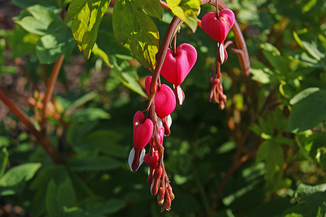 Bleeding Heart Flowers - Kenneth Spencer's Image.jpg