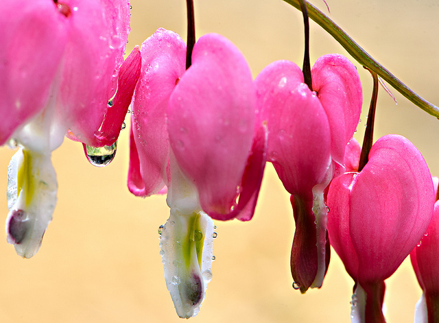 Bleeding Hearts - Lady in a Bath - Image by dfbphotos - flickr