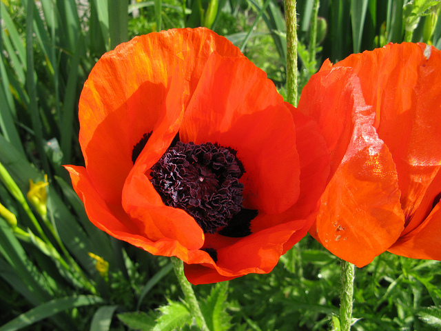 Oriental Poppy - Image by Kingsbrae Garden