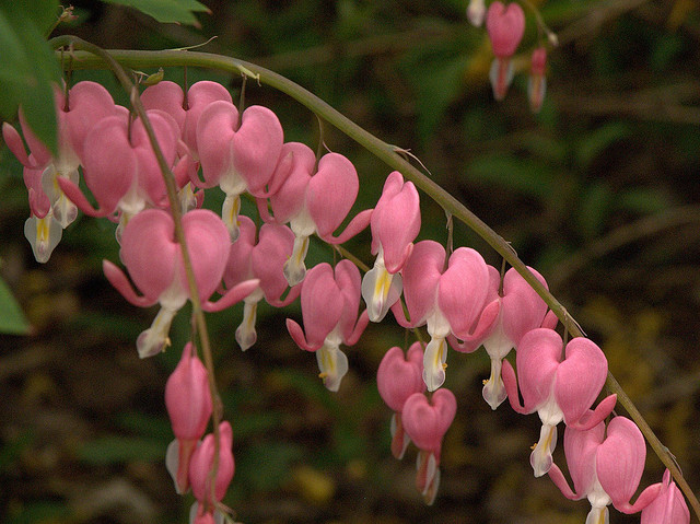 Pink Bleeding Hearts - Image Courtesy yumievriwan on flickr