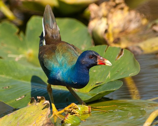 Purple Gallinule - Image by Shell Game on flickr.jpg