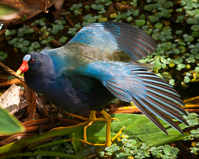 Purple Gallinule walks on the water plants like Swamp Hen - Image by Shell Game