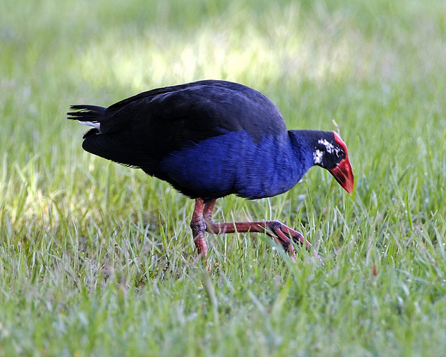 Purple Swamphen (Porphyrio porphyrio) - Image by Lip Kee on flickr