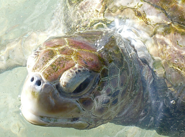 Sea Turtle - Image by MRHSfan - flickr