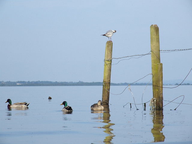 Waterbirds at Lough Neagh . Image by jaqian@flickr