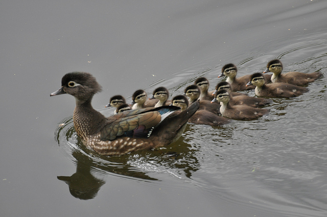 The Female Wood Duck with her brood (Ducklings) - An image by Mark Mchouse