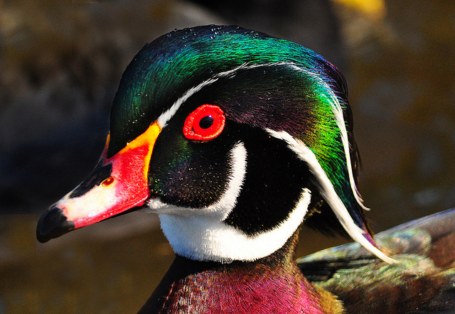 The Wood Duck - Image by Bill Gracey