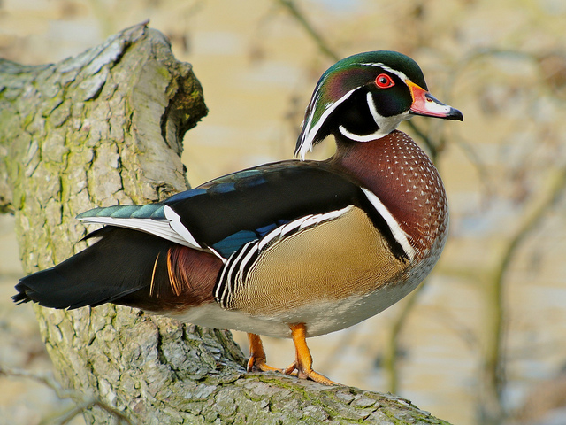 Wood Duck or Carolina Duck (Male) - An image by Frank. Vassen