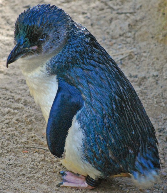 Korora - Little Blue Penguin of New Zealand