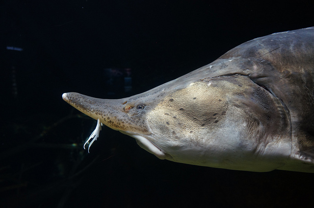 Beluga Sturgeon - Image by C Simmons