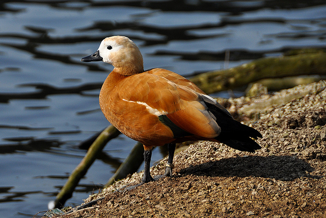 Ruddy Shelduck - Tadorna ferruginea - Image by Drriss & Marrionn