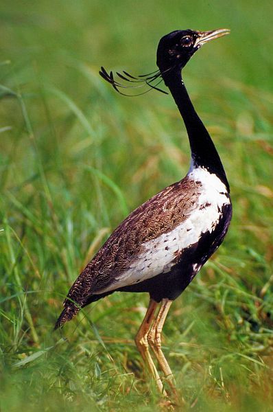 The Lesser Florican (Sypheotides indicus)