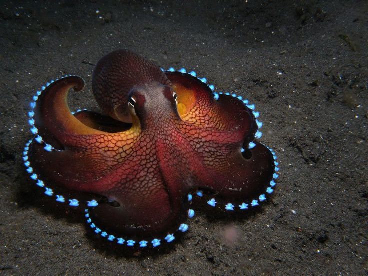 Coconut octopus of the Pacific ocean is an astonishing creature