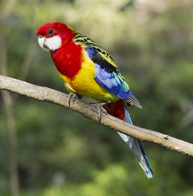 Eastern Rosella - Platycercus eximius -  Photo by Ralph Green