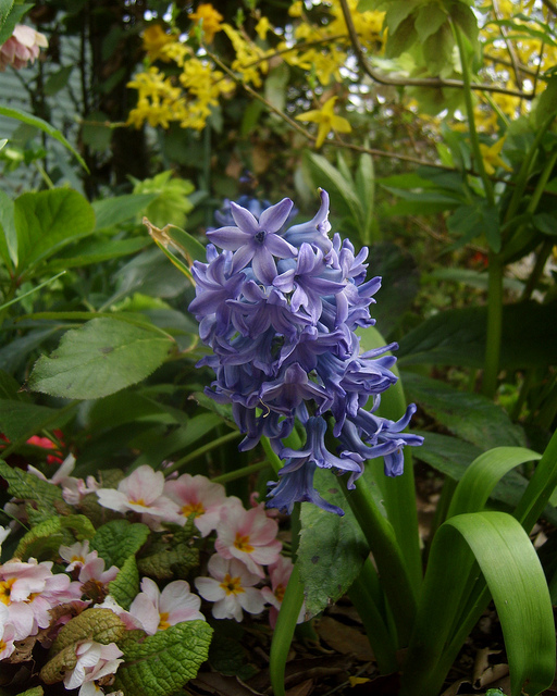 The Spanish bluebell is also cultivated as a garden plant - Photo: James Bowe