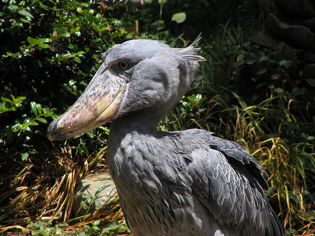 The shoebill is noted for its slow movements. Photo by pelican