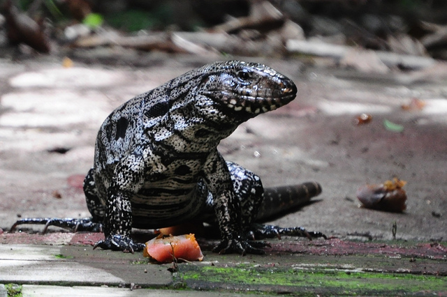 Argentine black and white tegu is the largest tegu of the world. Photo by Vini Serafim