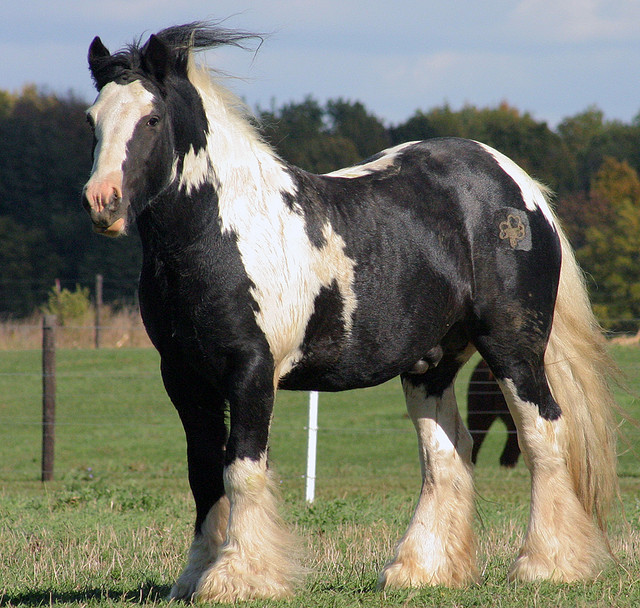 Gypsy horse. Image by ktpupp