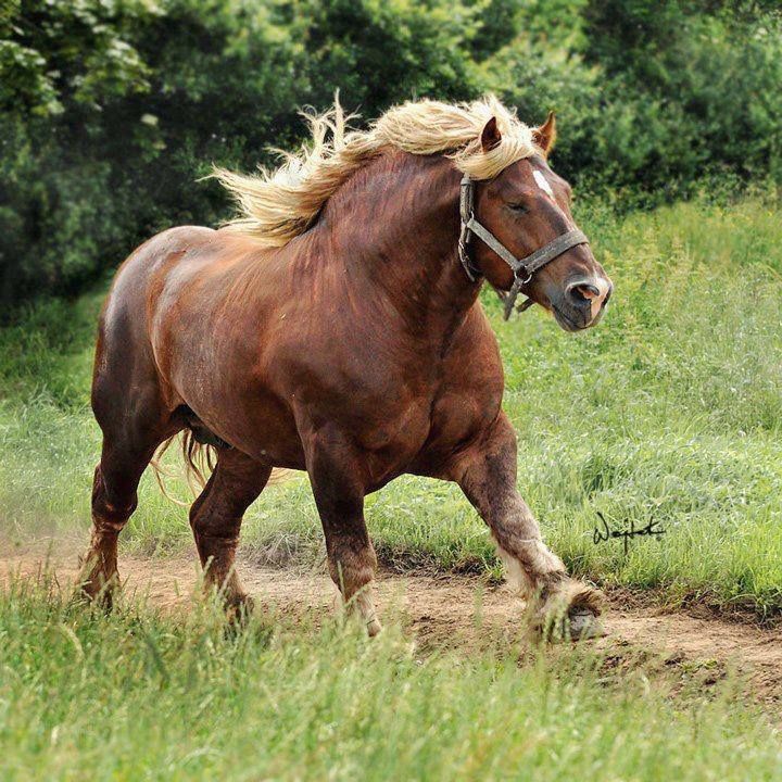 Jutland horse